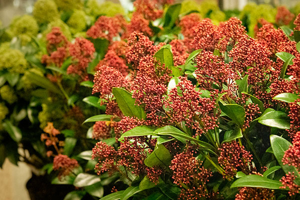 Skimmia - plante à baies - jardinerie Tournesols Châtelineau